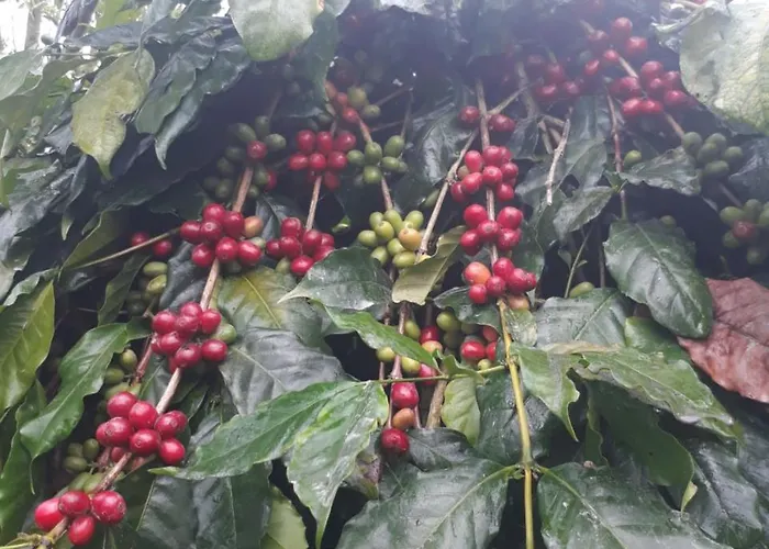 D'umah Coffee ゲストハウス Kintamani